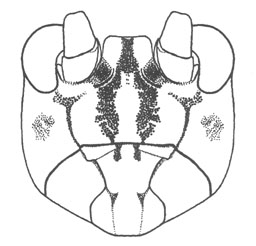 image of Orocharis luteolira