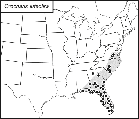 distribution map for Orocharis luteolira