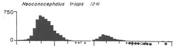 Neoconocephalus triops seasonal graph