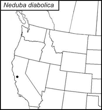 distribution map for Neduba diabolica