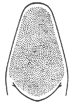image of Neoconocephalus lyristes