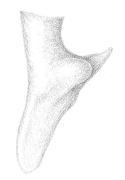 image of Conocephalus stictomerus