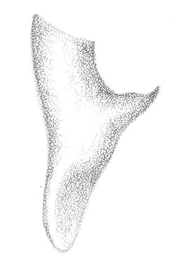 image of Conocephalus cinereus
