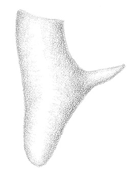 image of Conocephalus nemoralis