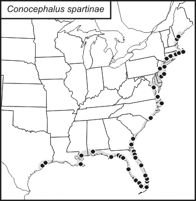 distribution map for Conocephalus spartinae