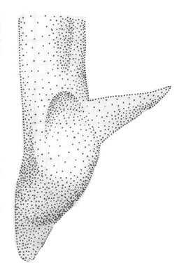 image of Orchelimum volantum
