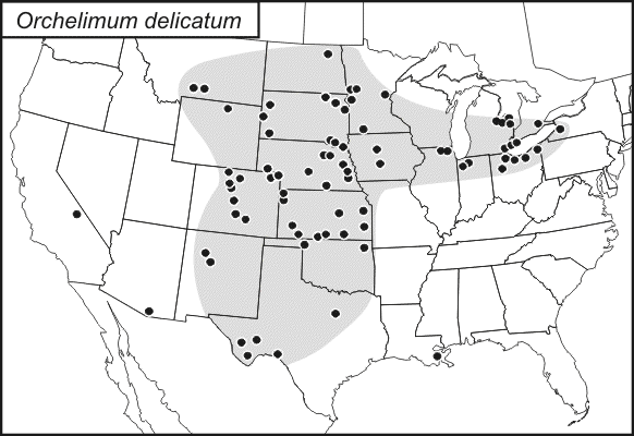 distribution map for Orchelimum delicatum