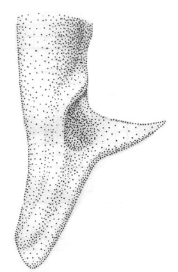 image of Orchelimum pulchellum