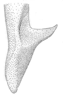 image of Orchelimum campestre