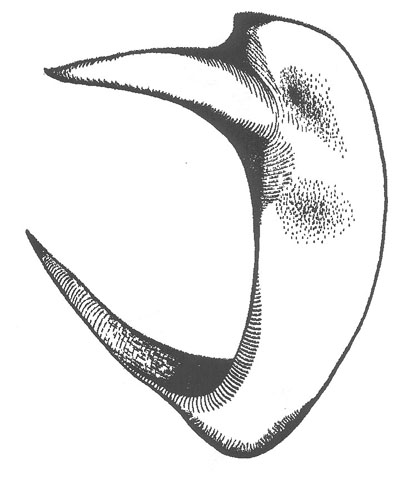 image of Anabrus cerciata