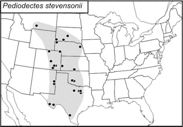 distribution map for Pediodectes stevensonii