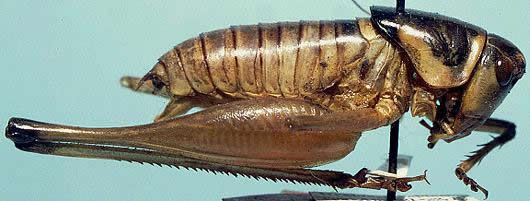 image of Pediodectes bruneri