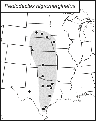distribution map for Pediodectes nigromarginatus
