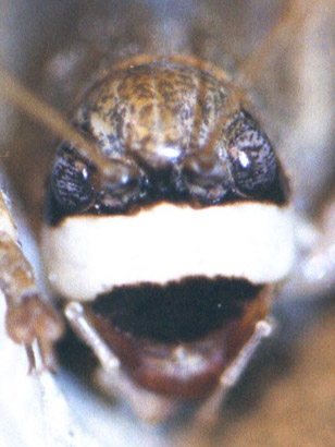 image of Pediodectes tinkhami