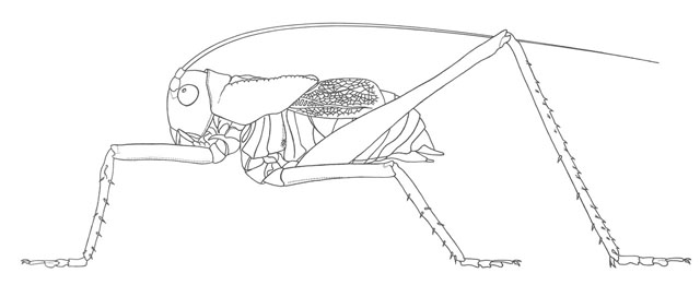 image of Plagiostira albonotata