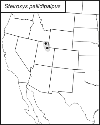 distribution map for Steiroxys pallidipalpus