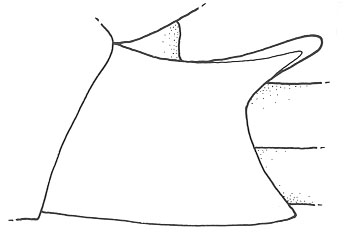 image of Cycloptilum comprehendens