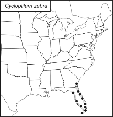 distribution map for Cycloptilum zebra