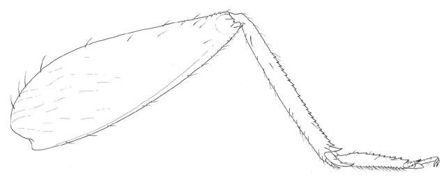 image of Hoplosphyrum boreale