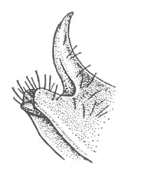 image of Gryllus pennsylvanicus
