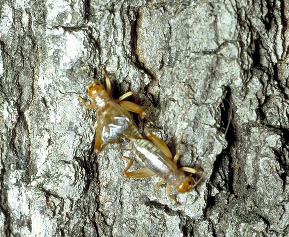 image of Anurogryllus arboreus
