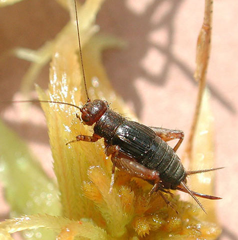 image of Neonemobius palustris