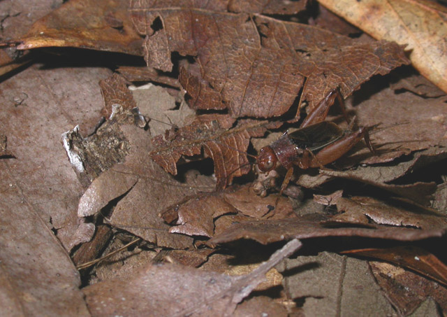 image of Allonemobius tinnulus