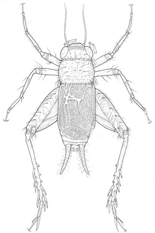 image of Pictonemobius ambitiosus