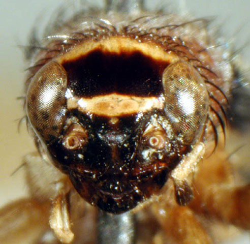 image of Pictonemobius arenicola