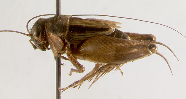 image of Allonemobius shalontaki