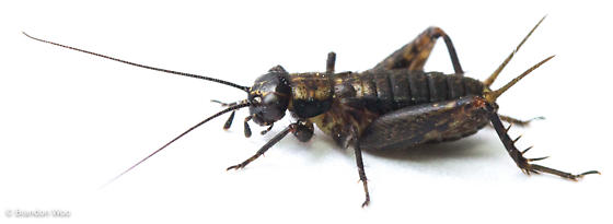 image of Nemobius sylvestris