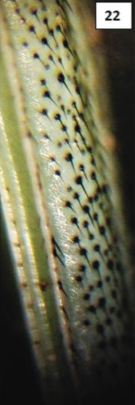 image of Oecanthus salvii