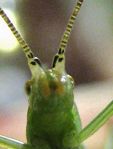 image of Oecanthus walkeri