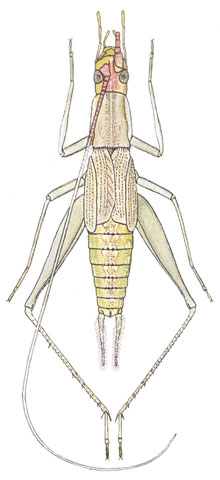 image of Oecanthus latipennis
