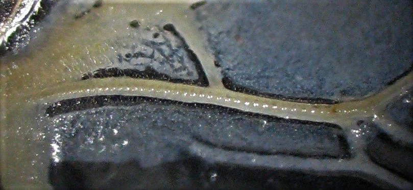stridulatory file and teeth of Oecanthus beameri