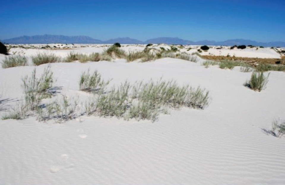 White Sands, New Mexico near interdune boardwalk