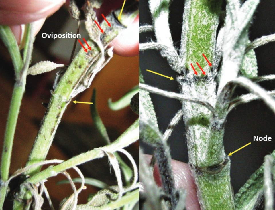Oecanthus beameri oviposition marks on sage plants