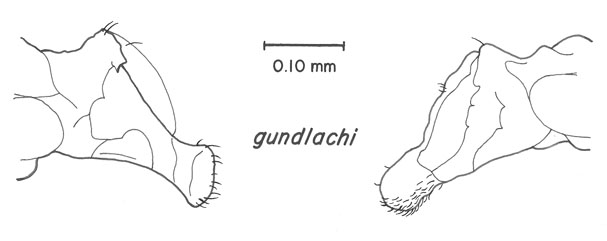 image of Cyrtoxipha gundlachi