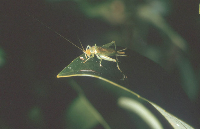 image of Cyrtoxipha columbiana