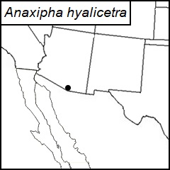 distribution map for Anaxipha hyalicetra