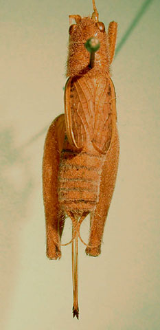image of Hapithus melodius