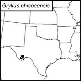 distribution map for Gryllus chisosensis
