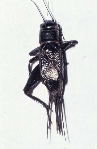 image of Gryllus saxatilis