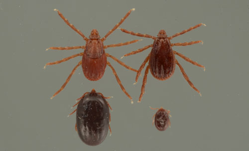 Life stages of the brown dog tick, Rhipicephalus sanguineus Latreille. Clockwise from bottom right: engorged larva, engorged nymph, female, and male. Photograph by Lyle J. Buss, University of Florida.