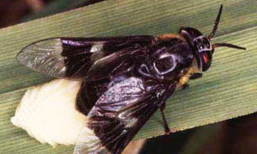 An adult female deer fly, Chrysops cincticornis, laying eggs.