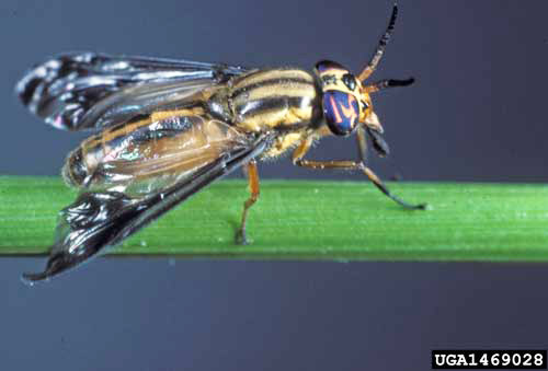 Adult female deer fly, Chrysops pikei Whitney. 