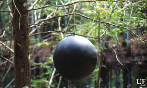 Ball trap, black sphere, used to lure biting flies. 