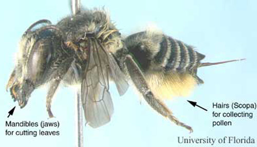 Side view of a female leafcutting bee, Megachile medica Cresson. Note the pollen- carrying hairs on the underside of the abdomen. 