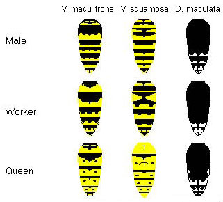 yellowjackets and hornets - Vespula - Dolichovespula