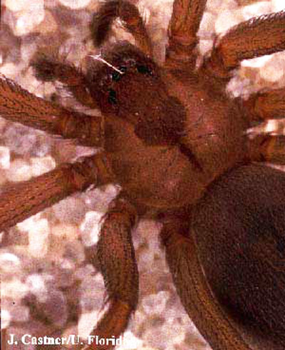 Detail of the carapace of the brown recluse spider, Loxosceles reclusa Gertsch and Mulaik, showing the dark fiddle-shaped marking often used to identify this spider. 